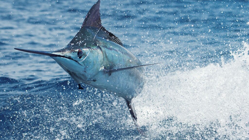 Blue Marlin