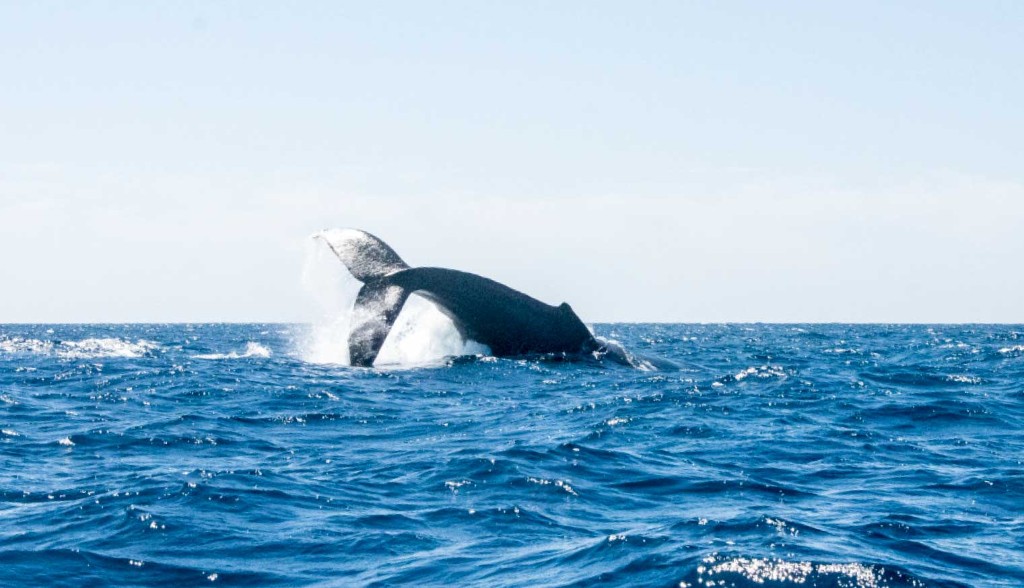 Luxury Living in Los Cabos: A Whalesong of Exquisite Living