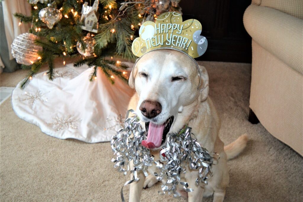 new years eve yawning dog